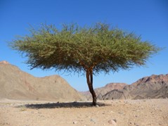 Under the Broom Tree