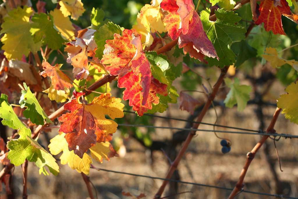 Suffering vines make better wine – 28 April 2024