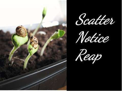 Scatter, Notice, Reap – Sunday 16th June
